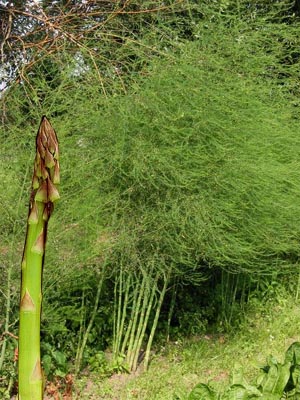 Asparagus Asparagus officinalis